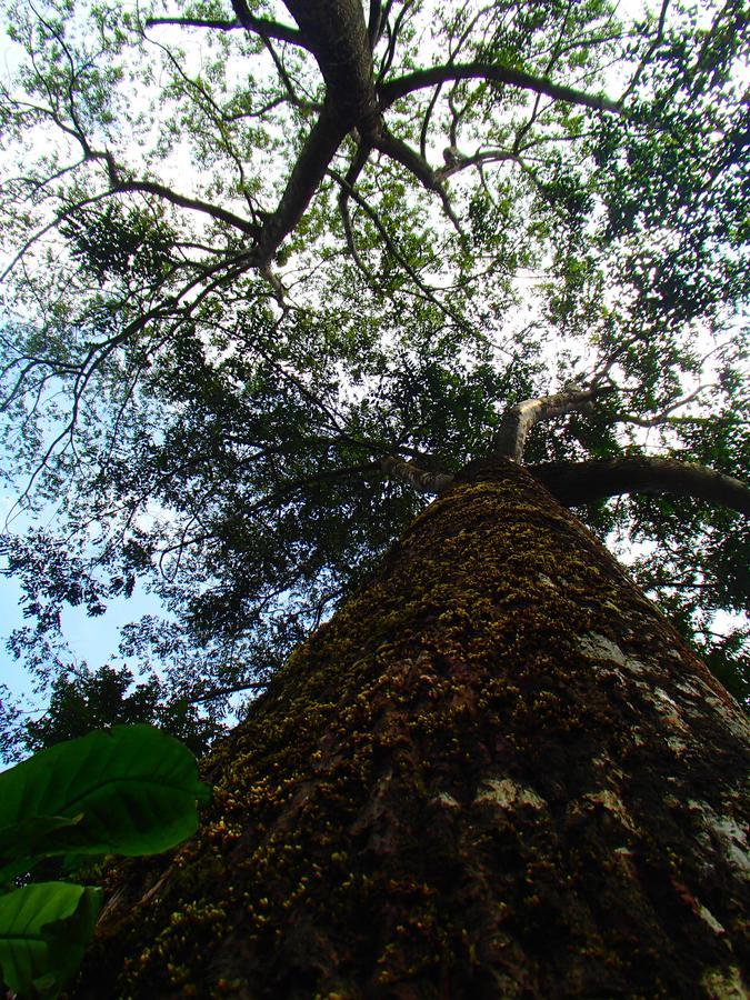 Coorg 4 C'S Little Paradise Tulsa Exterior foto